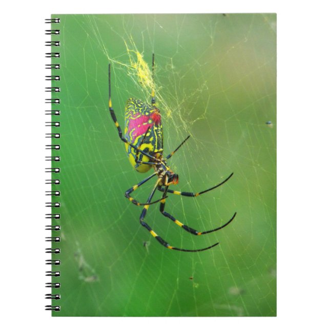 Carnet d'araignée Golden Orb Weaver (Devant)