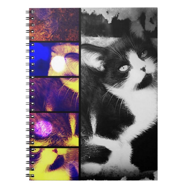 Carnet d'art photo Tuxedo Kitten (Devant)