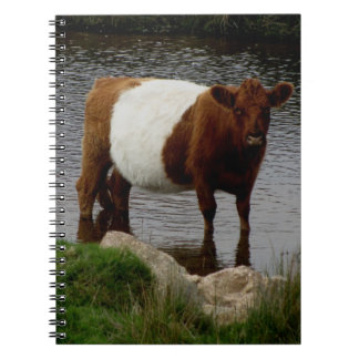 Carnet Dartmoor a ceinturé la vache à Galloway se tenant