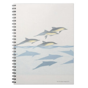 Carnet Dauphins communs
