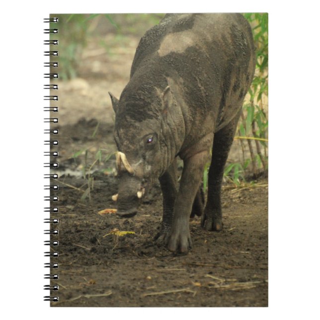 Carnet de Babirusa (Devant)
