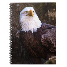 Carnet de Bald Eagle