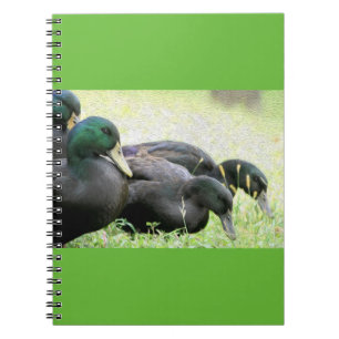 Carnet de beaux-arts de canards noirs de Cayuga