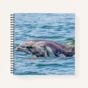 Carnet de bord pour bébé et dauphin d'amour de l