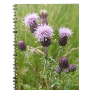 Carnet de chardon pourpre