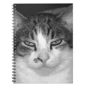 Carnet de chat Tabby-and-White