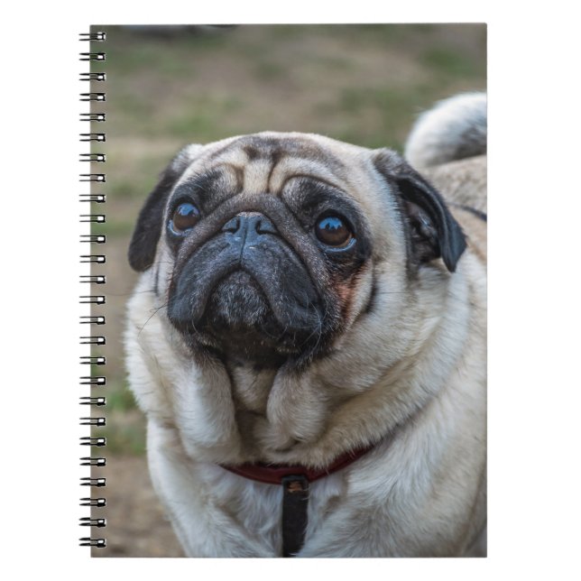 Carnet de chien de carlin (Devant)