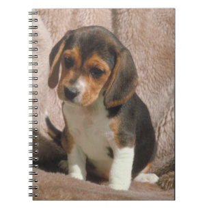 Carnet de chiot de beagle