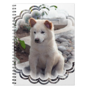 Carnet de chiots de bouffe