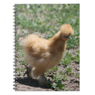 Carnet de couleur chamois de poulet de Silkie