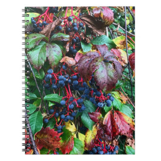 Carnet de couleurs riches