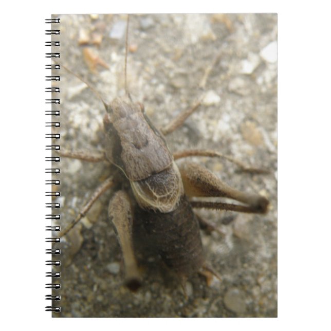 Carnet de cricket Brown Field (Devant)