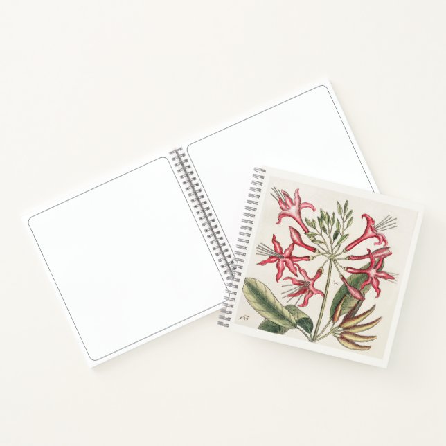 Carnet de croquis d'art botanique de chèvrefeuille (Intérieur)