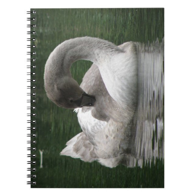 Carnet de cygne endormi (Devant)