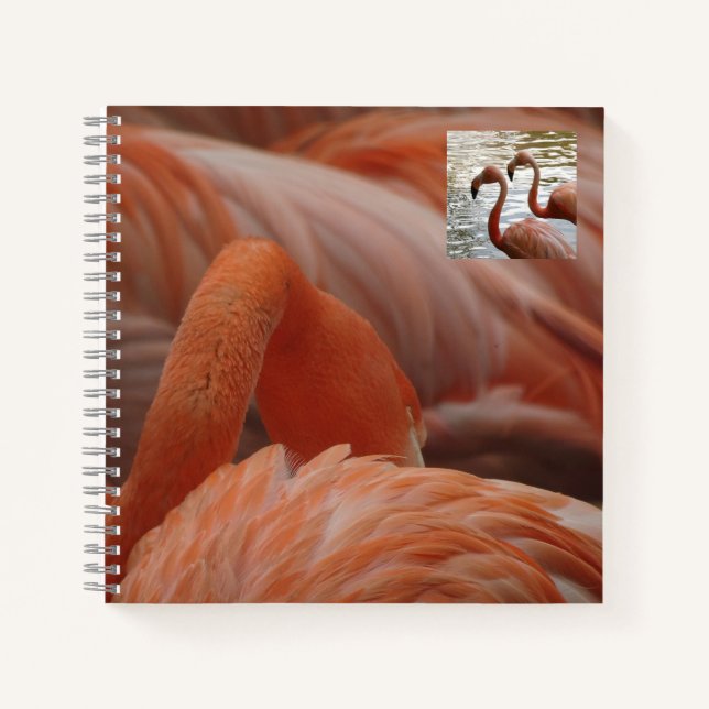 Carnet de Flamant rose (Devant)