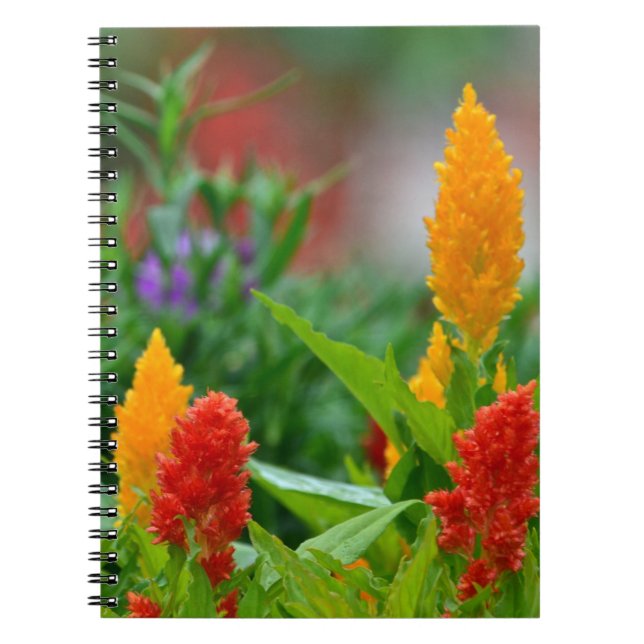 Carnet de fleurs Sun Color (Devant)