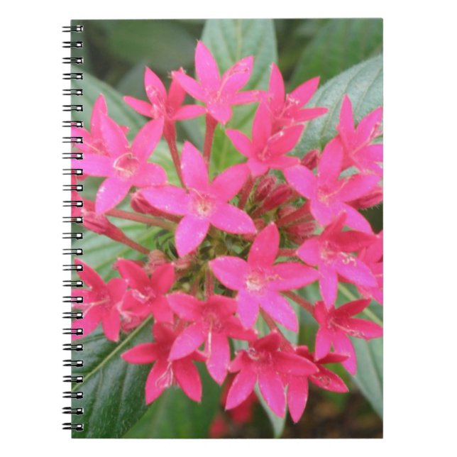 Carnet de fleurs tropicales rose vif (Devant)