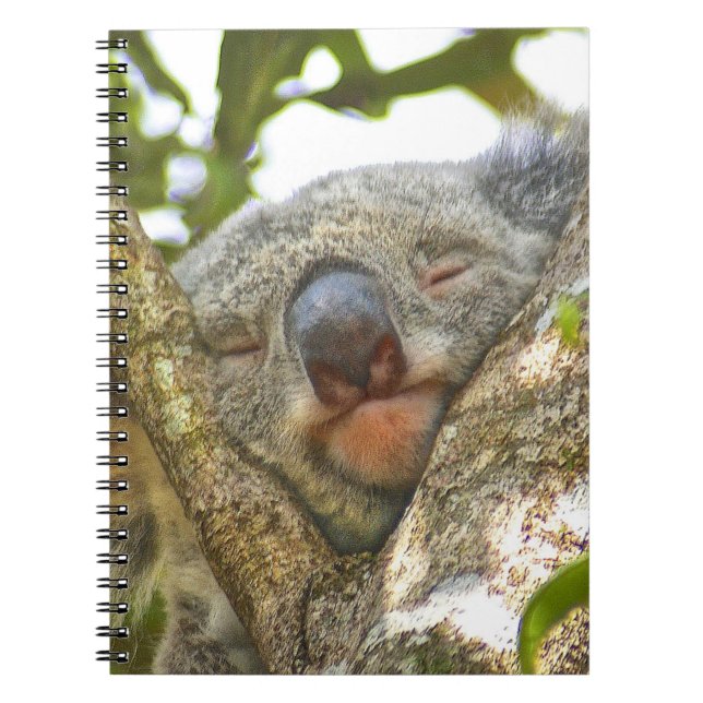 Carnet de koala (Devant)