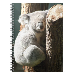 Carnet de koala