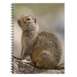 Carnet de la marmotte hirsute