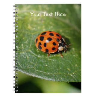 Carnet de la nature de Macro Ladybug