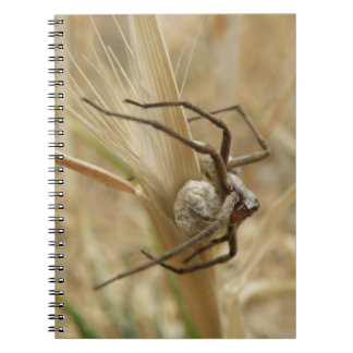 Carnet de l'araignée et des oeufs