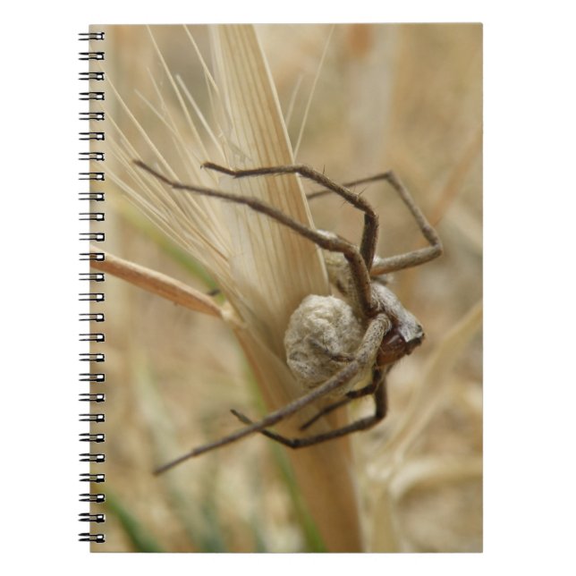 Carnet de l'araignée et des oeufs (Devant)
