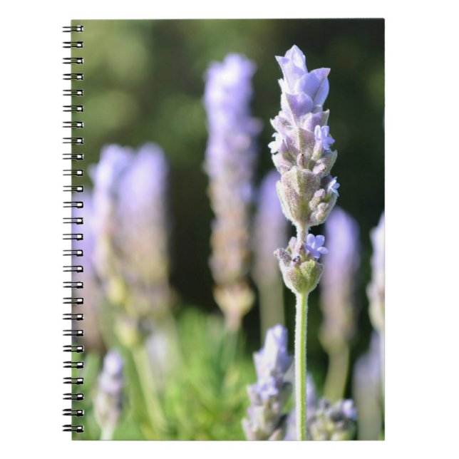 Carnet de lavande (Devant)
