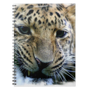 Carnet de léopard d'Amur