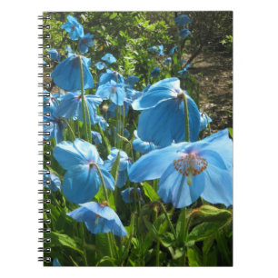 Carnet de l'Himalaya de page du pavot bleu 80