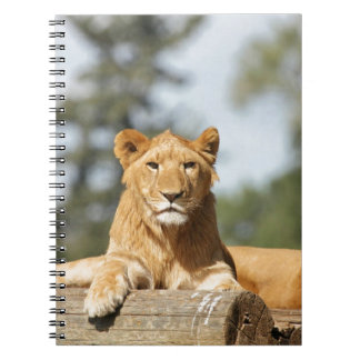 Carnet de lion féminin