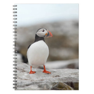 Carnet de macareux
