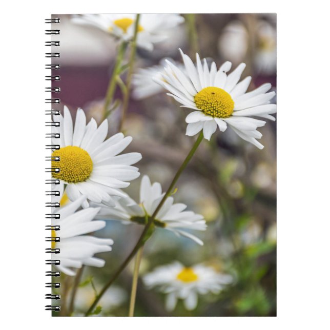 Carnet de marguerites blanches (Devant)