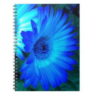 Carnet de marguerites bleues