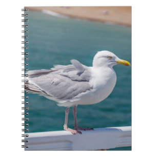 Carnet de mouette