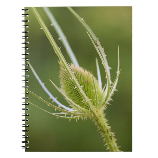 Carnet de photos (80 pages B & N) (Devant)