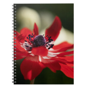Carnet de photos (80 pages B&W)