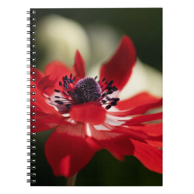 Carnet de photos (80 pages B&W) (Devant)