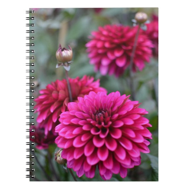 Carnet de photos florales de Dahlia rose (Devant)