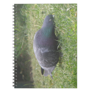 Carnet de pigeon dormant