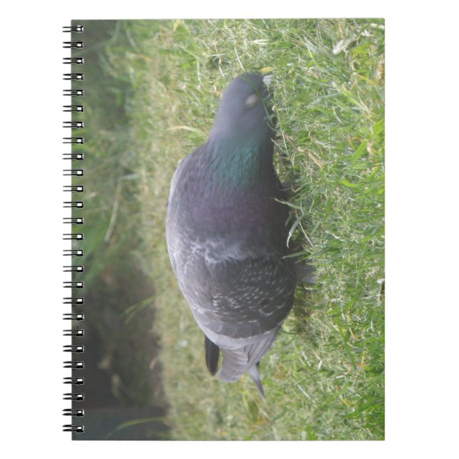 Carnet de pigeon dormant (Devant)