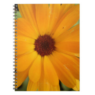 Carnet de pluie orange