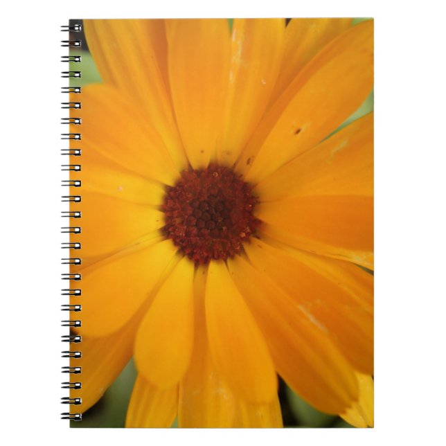 Carnet de pluie orange (Devant)