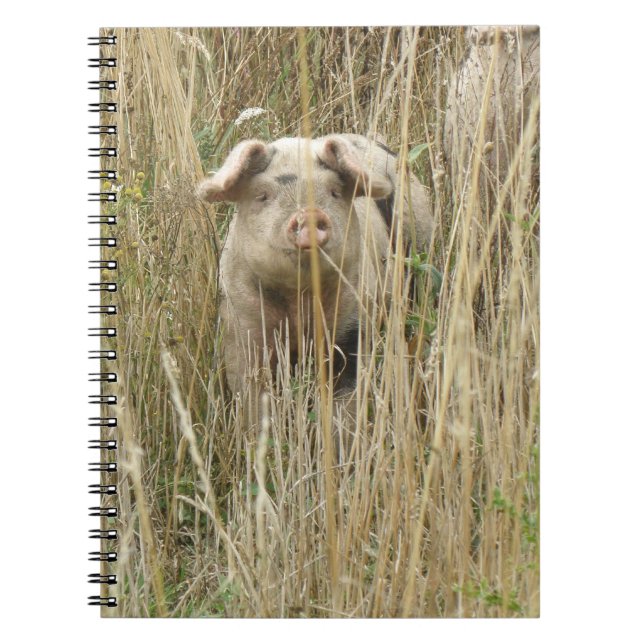 Carnet de porc mignon (Devant)
