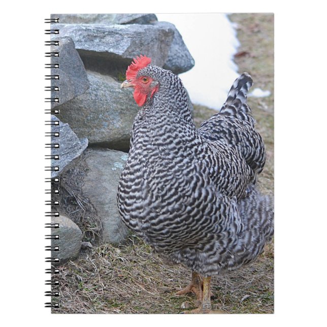 Carnet de poulet (Devant)