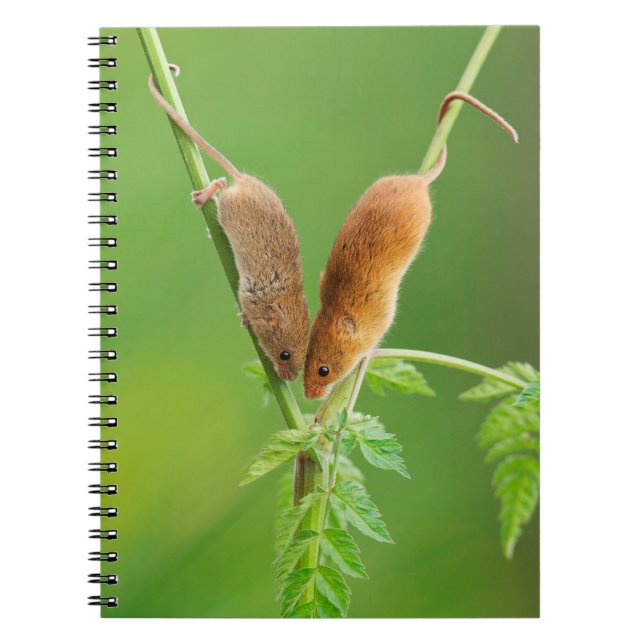Carnet de souris de récolte (Devant)
