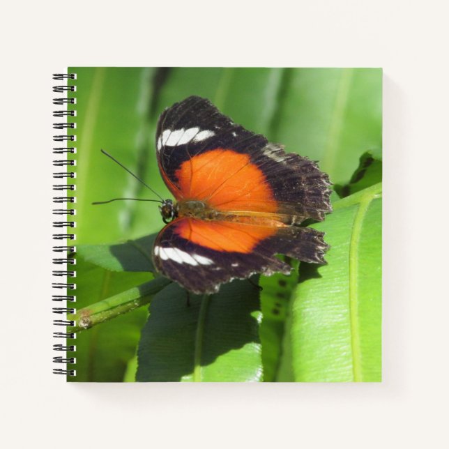 Carnet de spirale à papillon tropical (Devant)