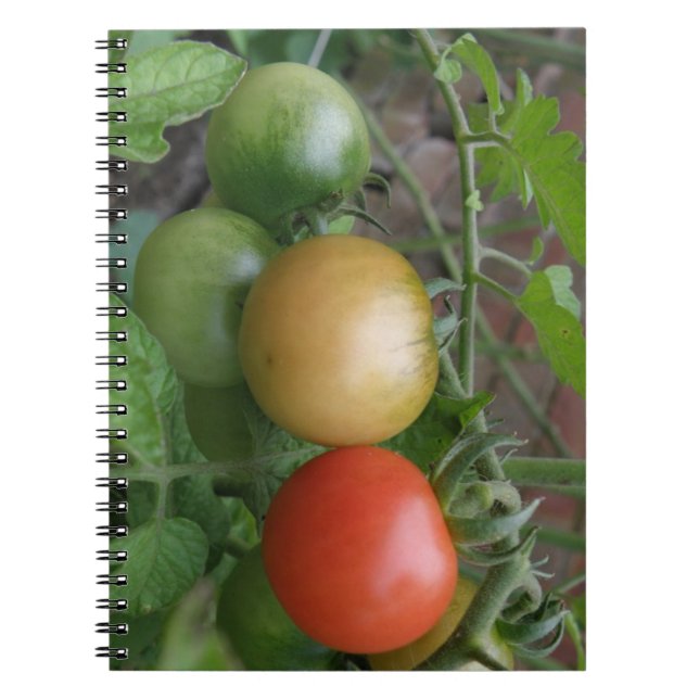 Carnet de tomates feu de circulation (Devant)