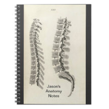 Dessin de vertèbres