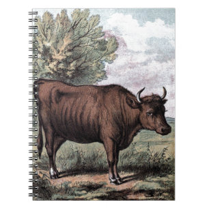 Carnet Dessin Vintage: Heifer rouge